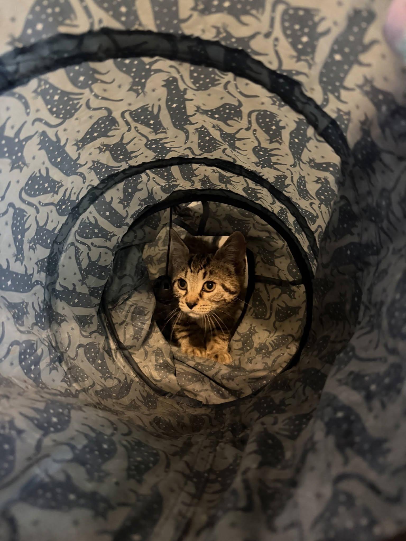Ernie, an adopted Domestic Short Hair in Spencerville, ON image 5/5