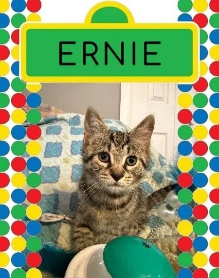 Ernie, an adopted Domestic Short Hair in Spencerville, ON image 2/5