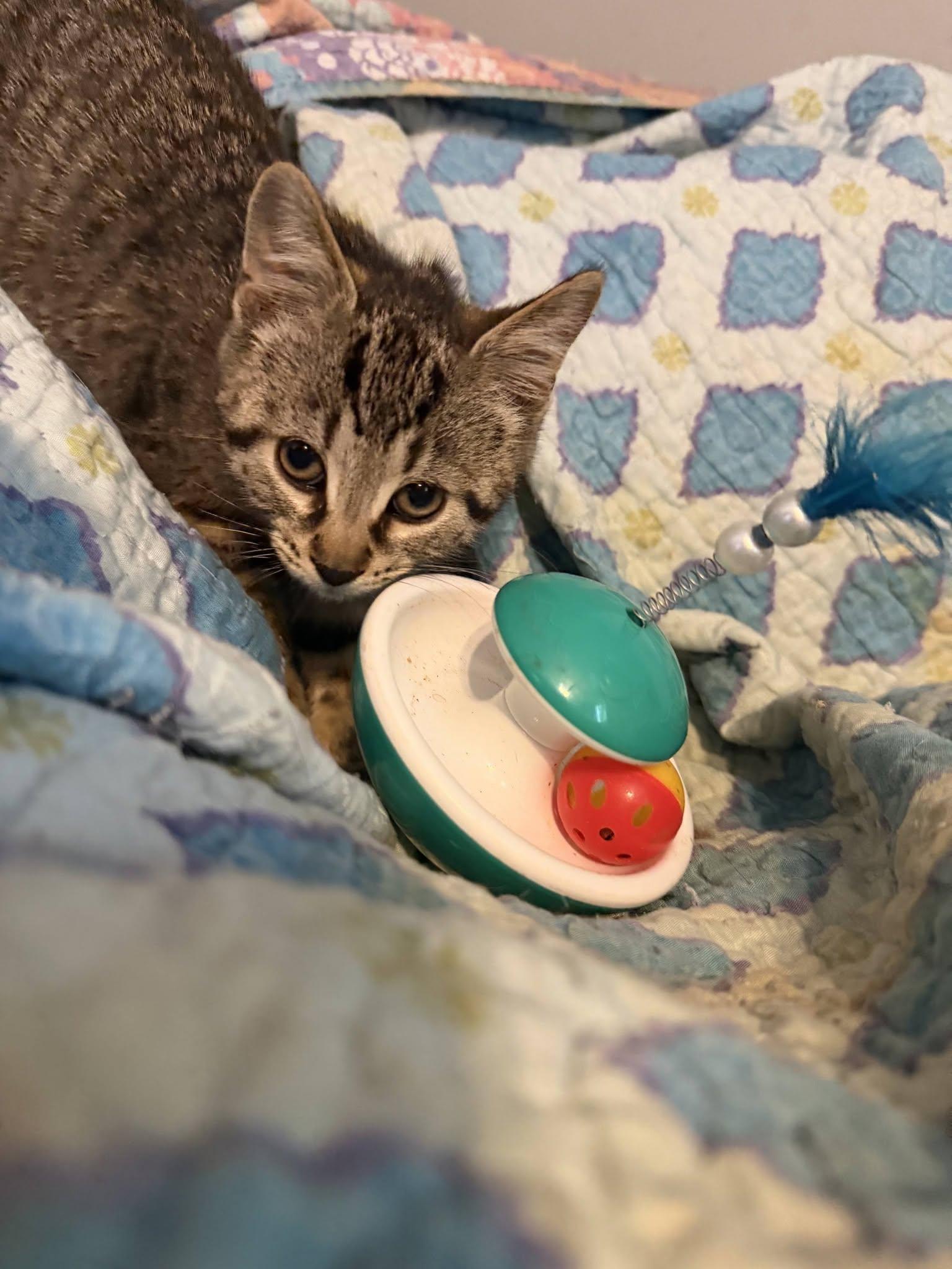 Ernie, an adopted Domestic Short Hair in Spencerville, ON image 4/5