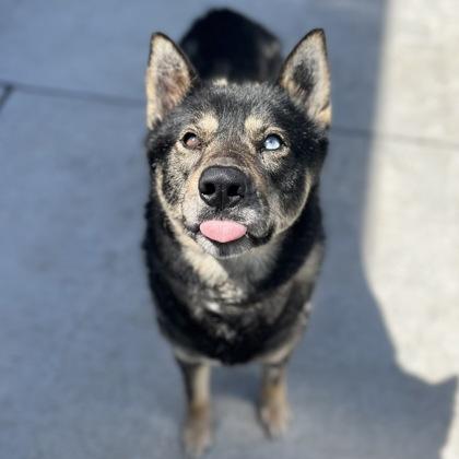 Luka, Adoptable, Young Male Mixed Breed & Mixed Breed.