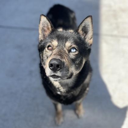 Enlarge Luka, a Adoptable mixed breed in Janesville, WI image 2/3