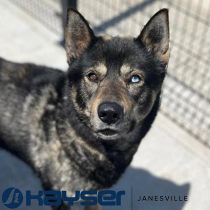 Enlarge Luka, a Adoptable mixed breed in Janesville, WI image 3/3