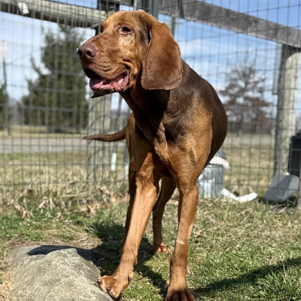 Hope (In Foster), Adoptable, Adult Female Bloodhound & Mixed Breed.