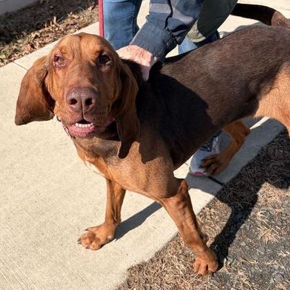 Hope, a Adoptable mixed breed in Marshall, VA image 2/3