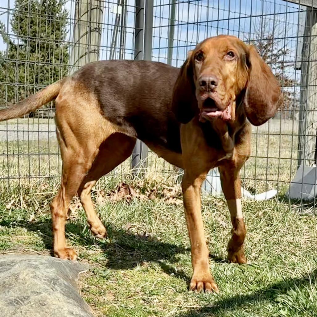Hope, a Adoptable mixed breed in Marshall, VA image 3/3