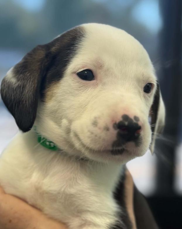 Enlarge Oogie Boogie, a Adoptable mixed breed in Eutawville, SC image 1/5