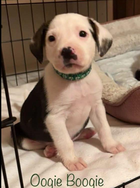 Enlarge Oogie Boogie, a Adoptable mixed breed in Eutawville, SC image 2/5