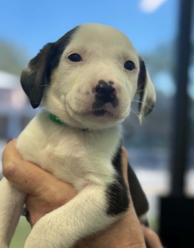 Enlarge Oogie Boogie, a Adoptable mixed breed in Eutawville, SC image 3/5