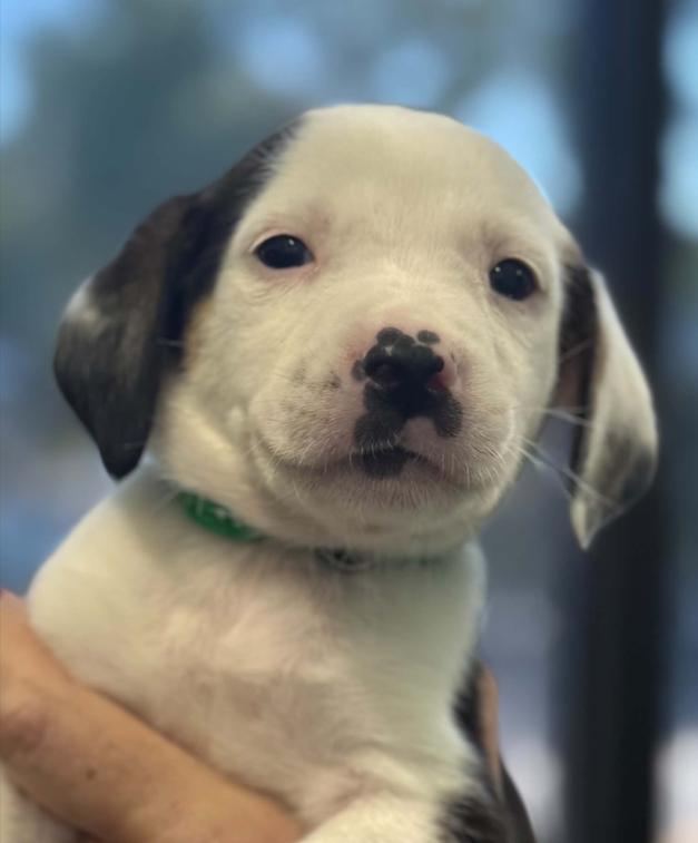Enlarge Oogie Boogie, a Adoptable mixed breed in Eutawville, SC image 4/5