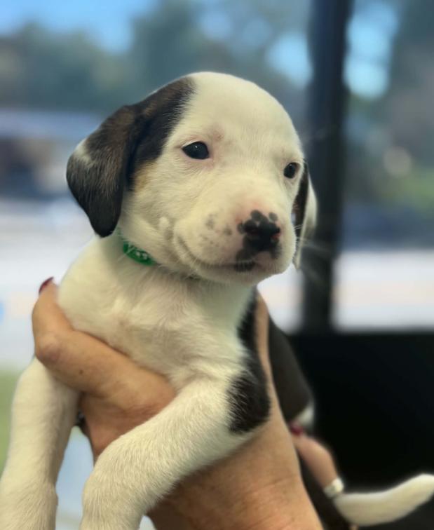 Enlarge Oogie Boogie, a Adoptable mixed breed in Eutawville, SC image 5/5