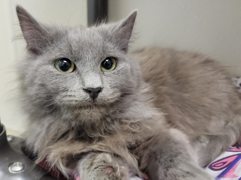 Enlarge Dimple, a Adopted mixed breed in Raleigh, NC image 1/1