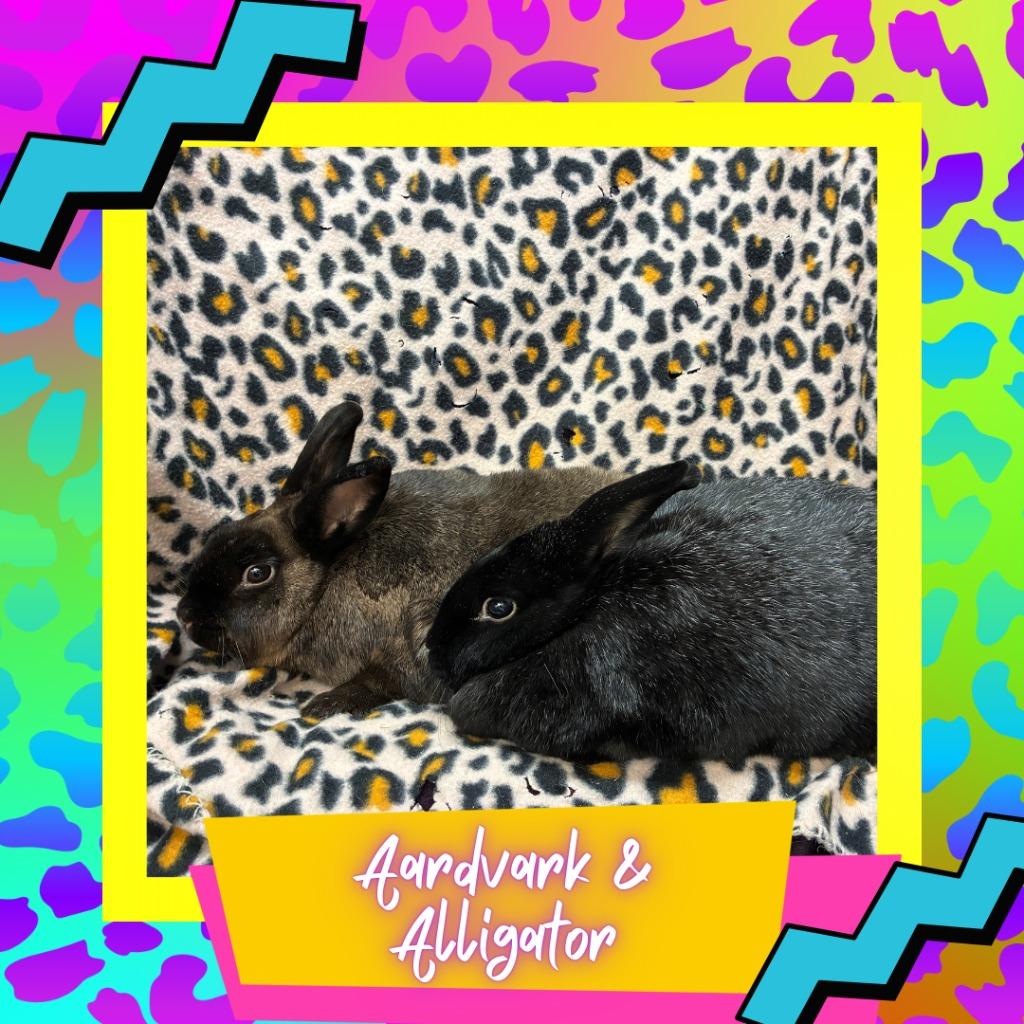 Alligator, Adoptable, Adult Female Bunny Rabbit.