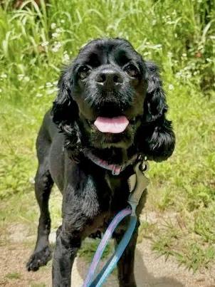 Enlarge PoDo, a Adoptable Cocker Spaniel in South San Francisco, CA image 1/4