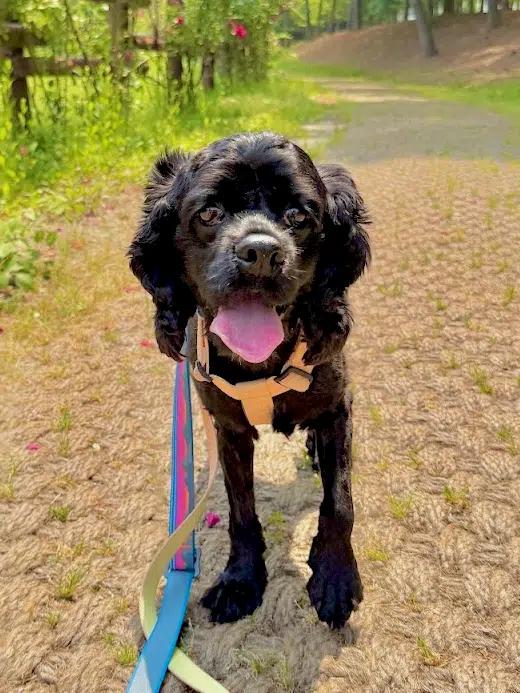 Enlarge PoDo, a Adoptable Cocker Spaniel in South San Francisco, CA image 3/4