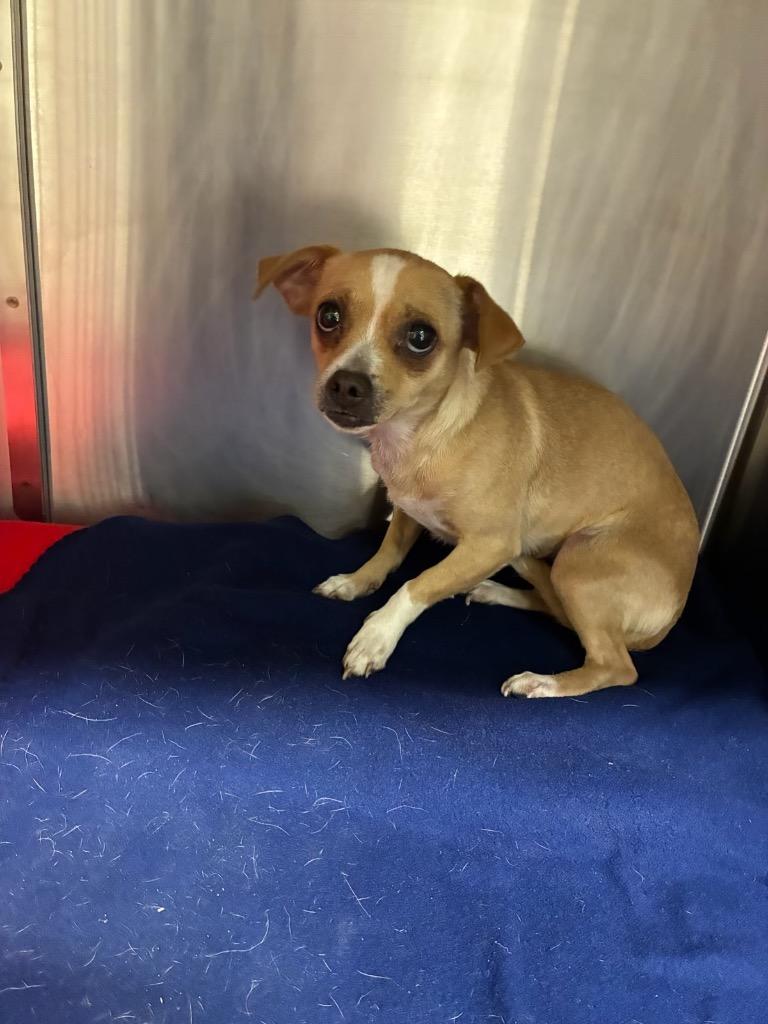 Murtle, Adoptable, Young Female Chihuahua.