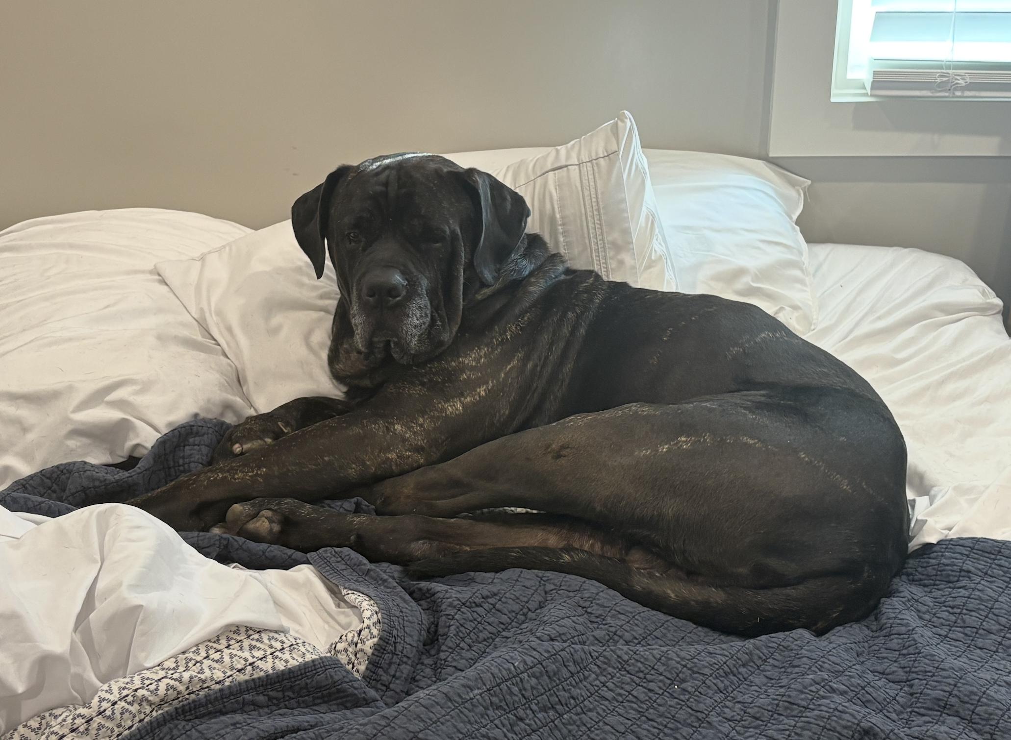 Chopper , a ADOPTABLE Mastiff in salt lake city, UT image 2/4