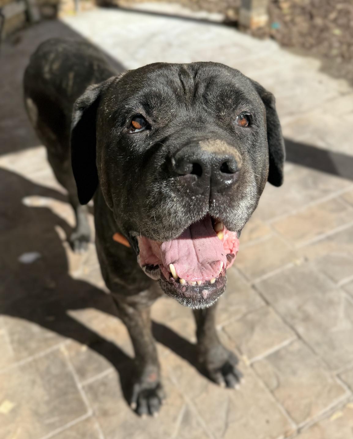 Chopper , a ADOPTABLE Mastiff in salt lake city, UT image 3/4