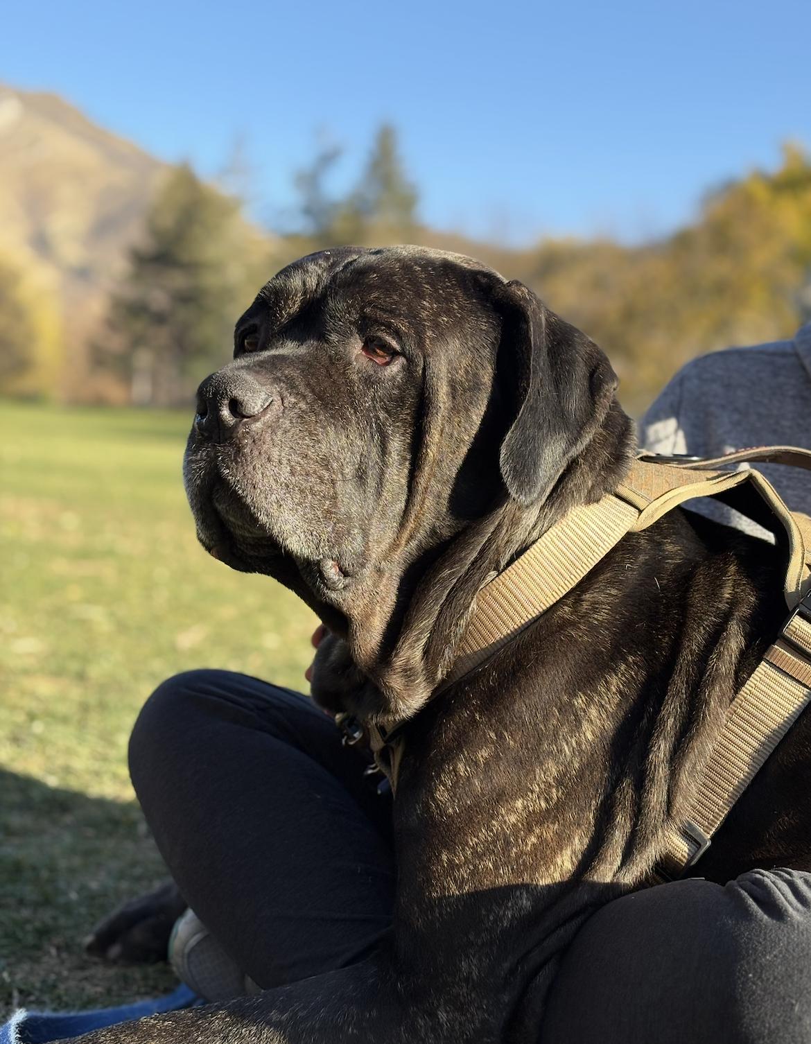 Chopper , a ADOPTABLE Mastiff in salt lake city, UT image 4/4