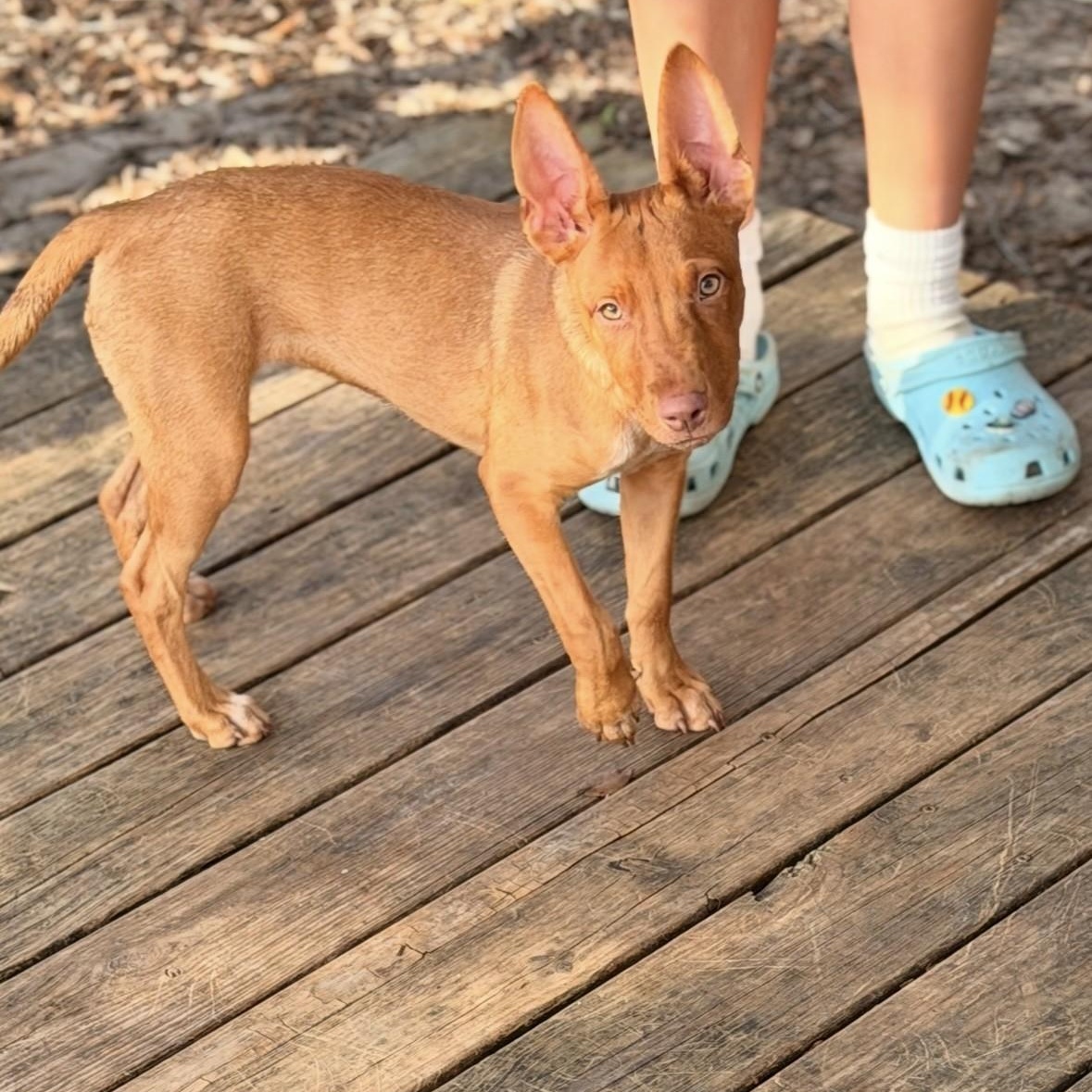 DaisyKayleePC, an adopted mixed breed in Madison, WI image 2/6