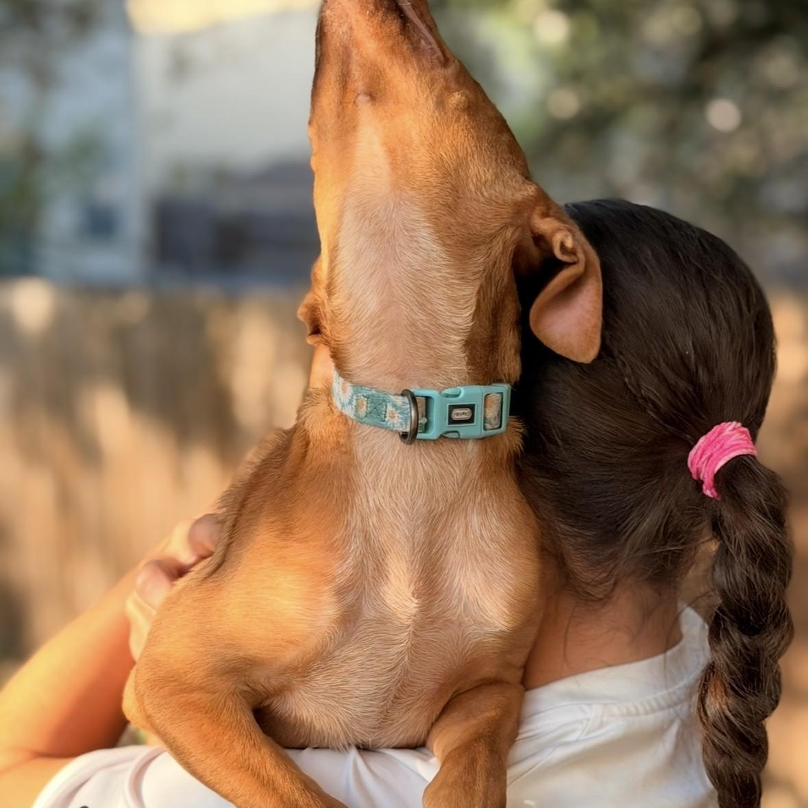 DaisyKayleePC, an adopted mixed breed in Madison, WI image 6/6