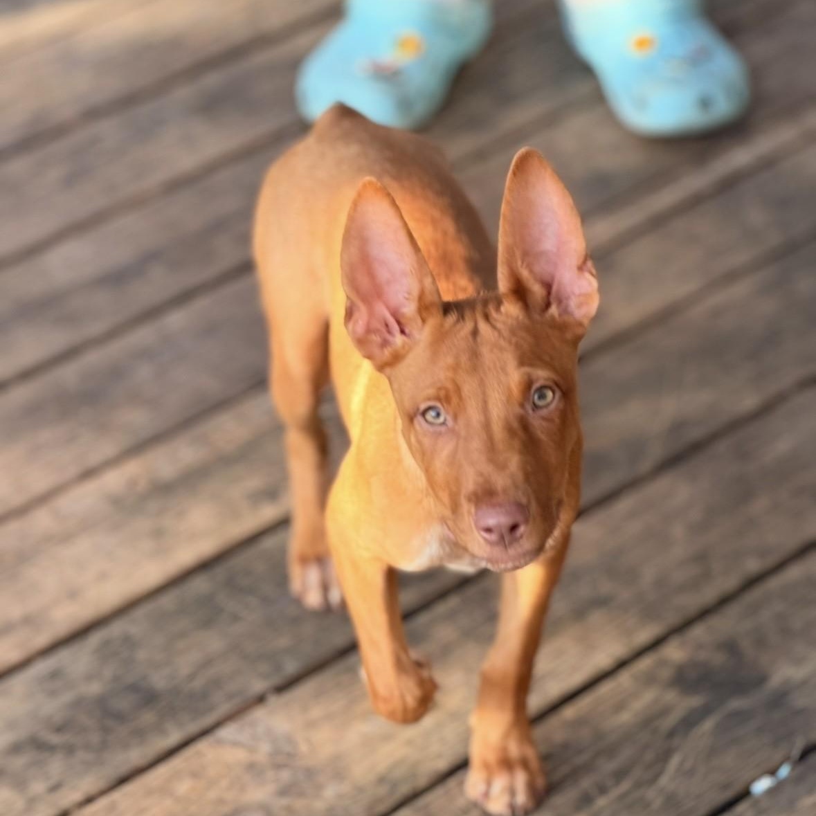 DaisyKayleePC, an adopted mixed breed in Madison, WI image 3/6