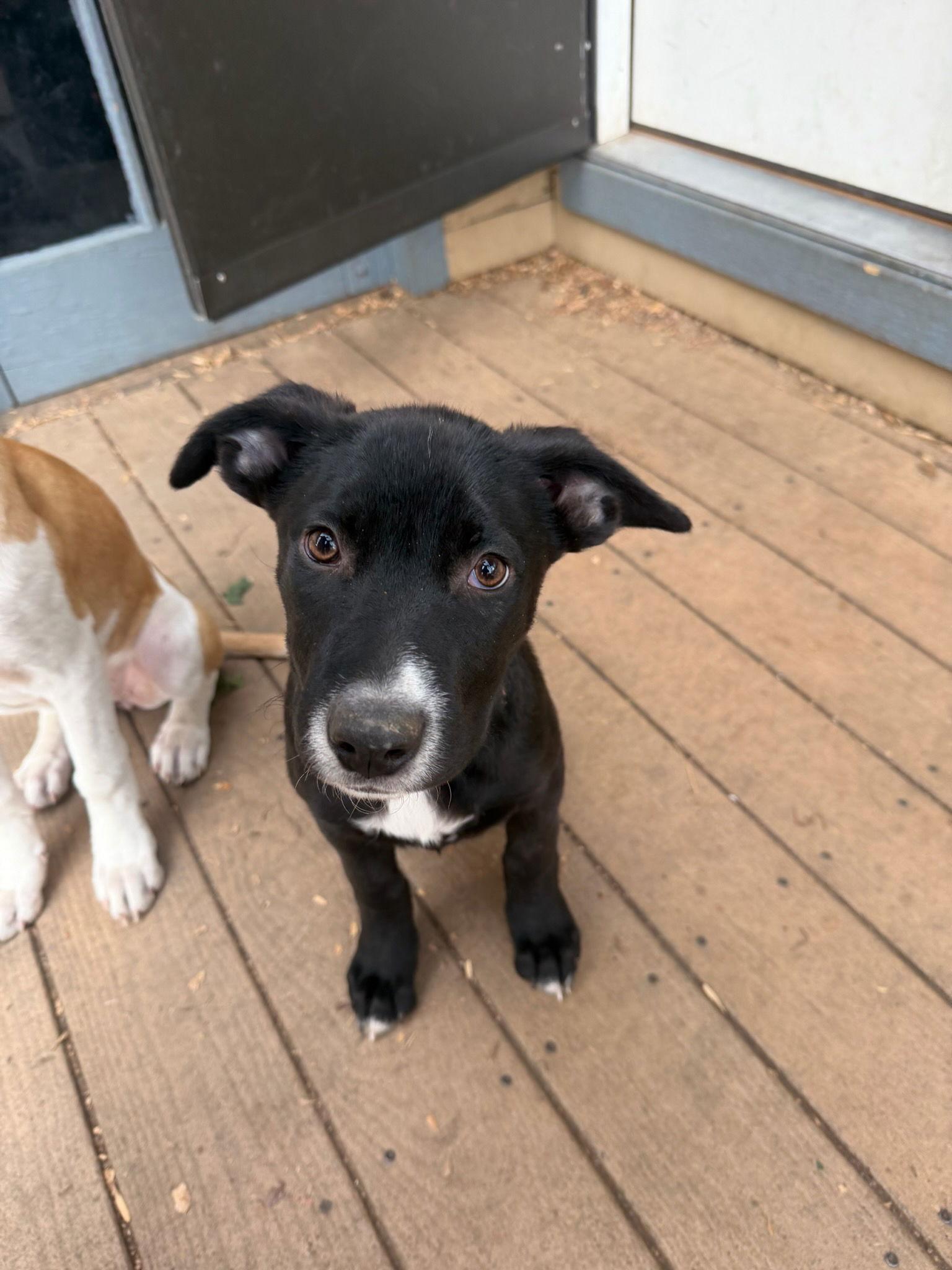 Shenandoah, Adopted, Puppy Female Shepherd.