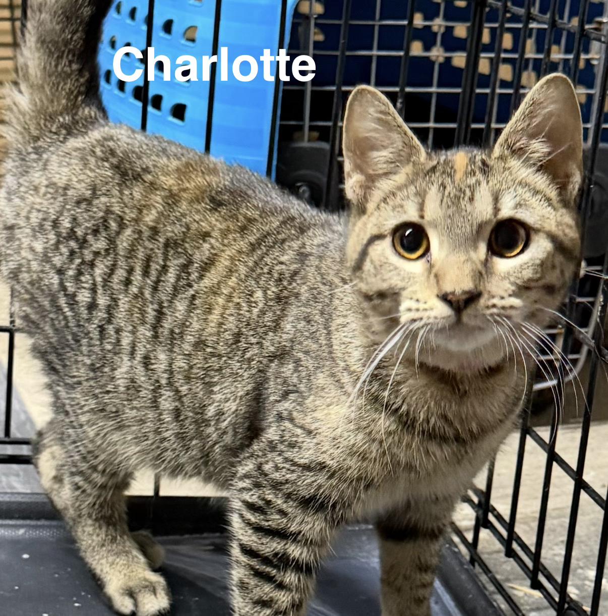 Charlotte, ADOPTABLE, Young Female Tabby.