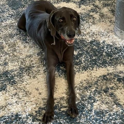 Smokey, an adoptable Weimaraner in Jeffersonville, IN, 47130 | Photo Image 4
