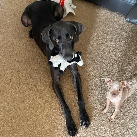 Smokey, an adoptable Weimaraner in Jeffersonville, IN, 47130 | Photo Image 1