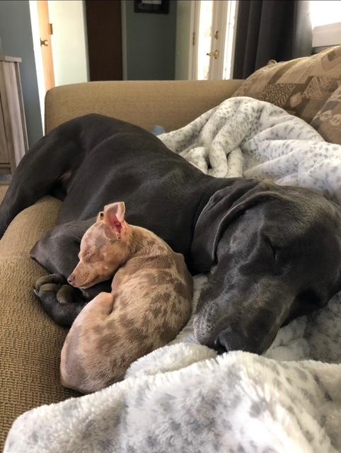 Smokey, an adoptable Weimaraner in Jeffersonville, IN, 47130 | Photo Image 5