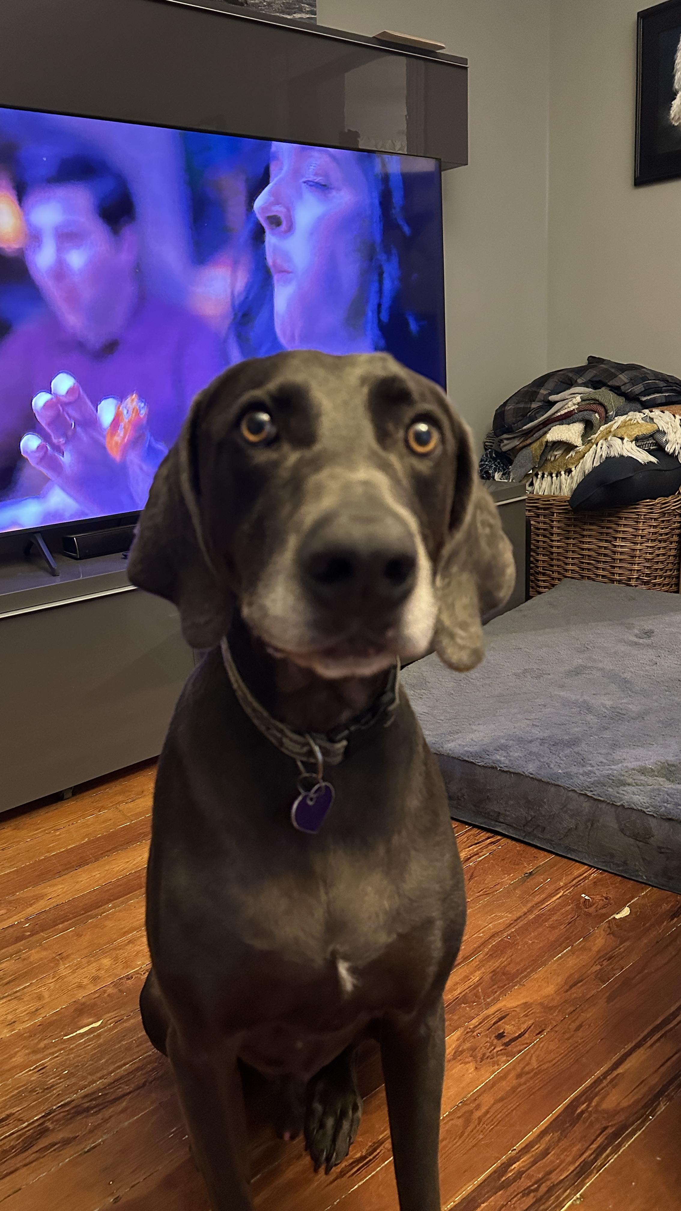 Smokey, an adoptable Weimaraner in Jeffersonville, IN, 47130 | Photo Image 2