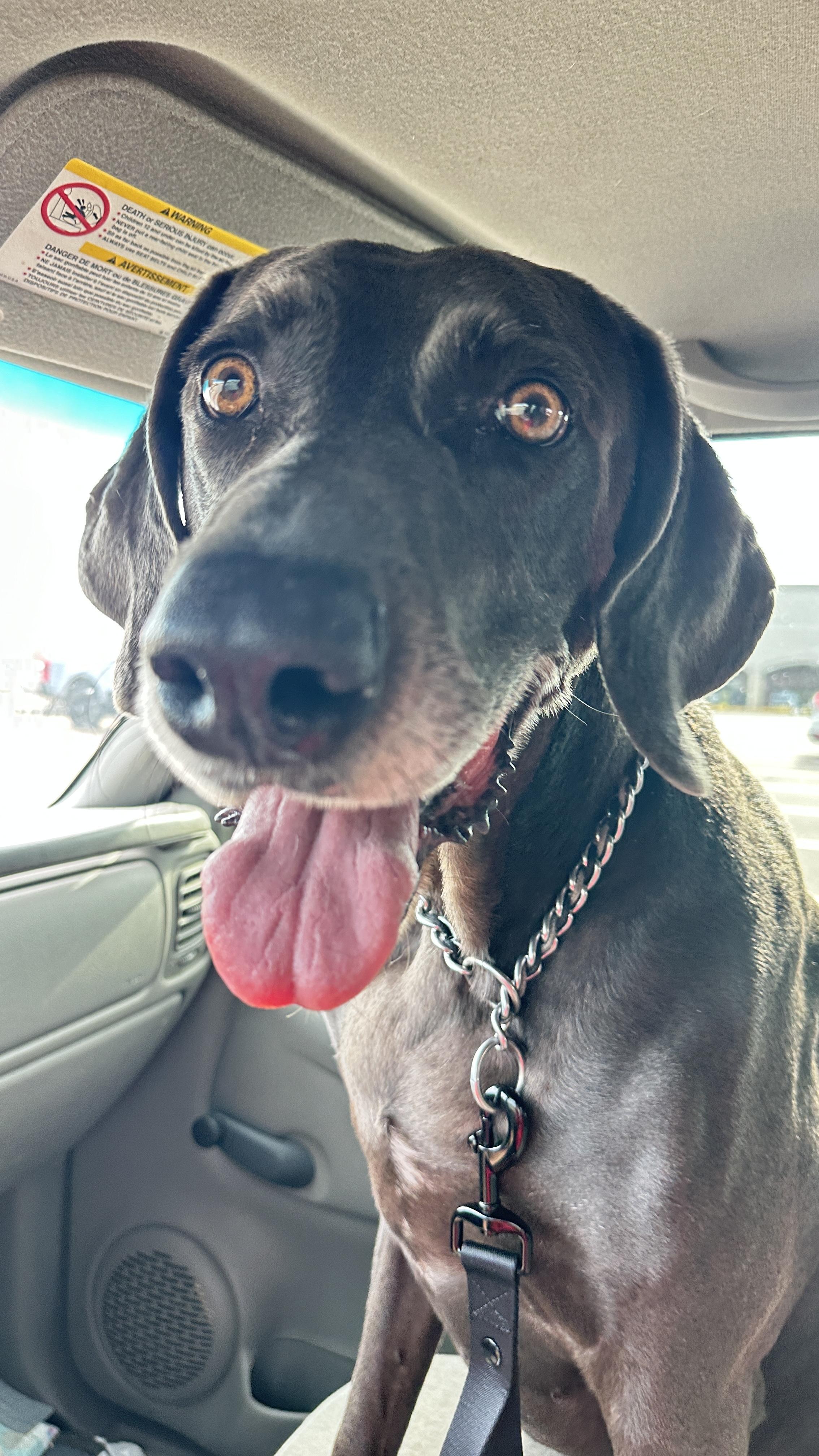 Smokey, an adoptable Weimaraner in Jeffersonville, IN, 47130 | Photo Image 3