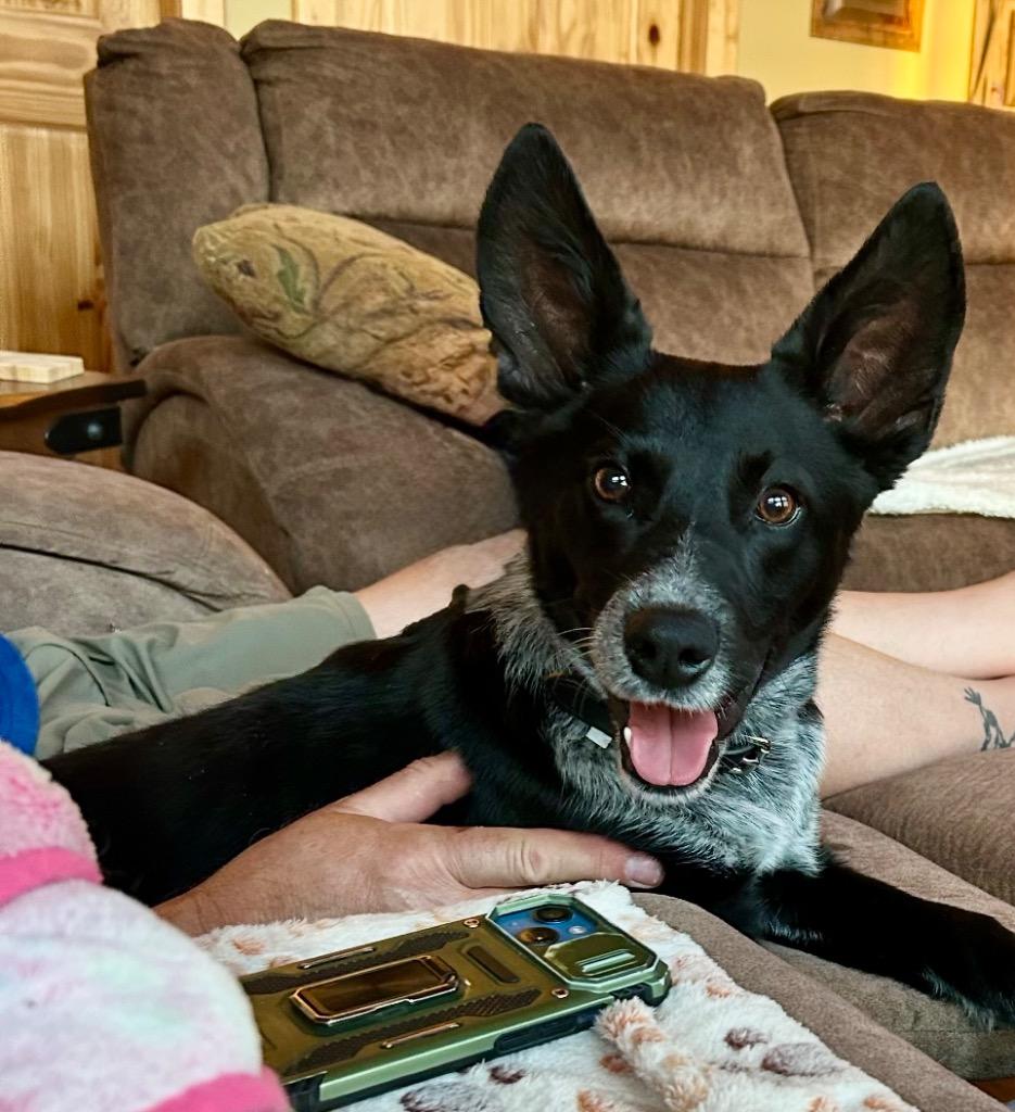 Enlarge Luca, a Adoptable mixed breed in Grand Rapids, MN image 1/1