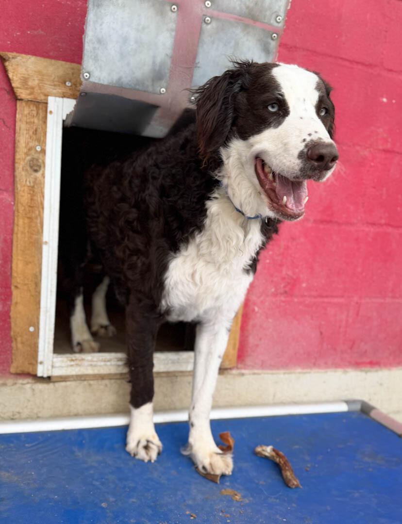Duke, Adoptable, Young Male Australian Cattle Dog / Blue Heeler & Poodle.