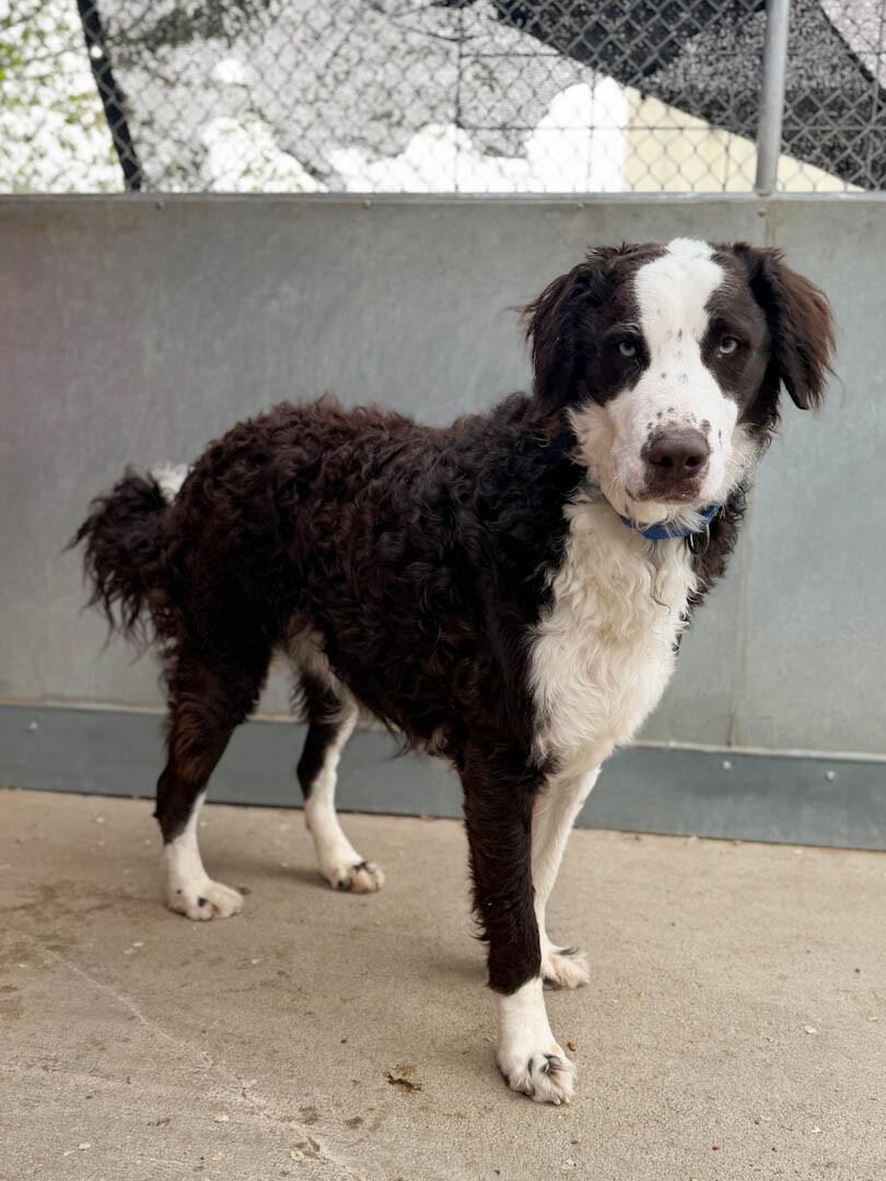 Duke, a Adoptable mixed breed in Windsor, CO image 2/3
