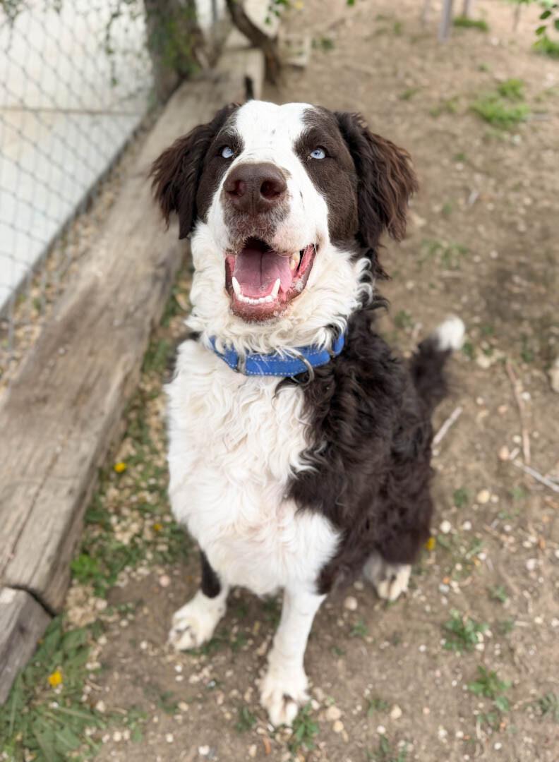 Duke, a Adoptable mixed breed in Windsor, CO image 3/3