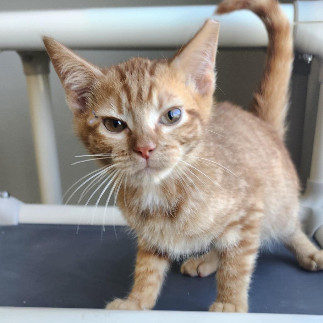 Enlarge Grant, a Adoptable Domestic Short Hair in Ponca City, OK image 1/2