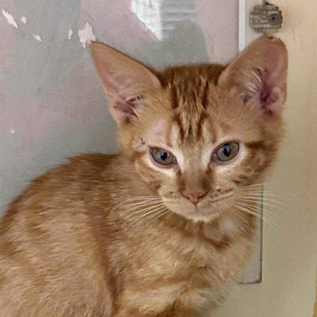 Enlarge Grant, a Adoptable Domestic Short Hair in Ponca City, OK image 2/2