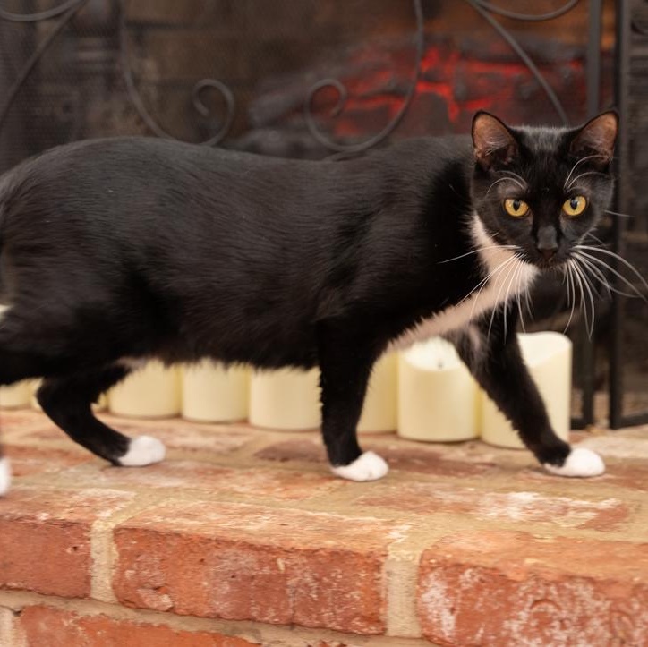 Enlarge Slippers  CALM/ LOW-MAINTENANCE GREAT COMPANION FOR ANOTHER CAT, an adoptable mixed breed in Bethel, CT image 6/6