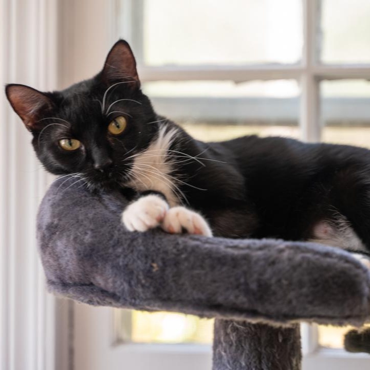 Enlarge Slippers  CALM/ LOW-MAINTENANCE GREAT COMPANION FOR ANOTHER CAT, an adoptable mixed breed in Bethel, CT image 2/6