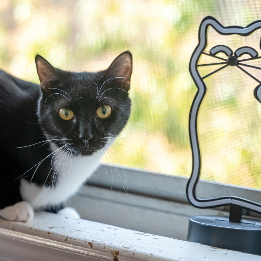 Enlarge Slippers  CALM/ LOW-MAINTENANCE GREAT COMPANION FOR ANOTHER CAT, an adoptable mixed breed in Bethel, CT image 1/6