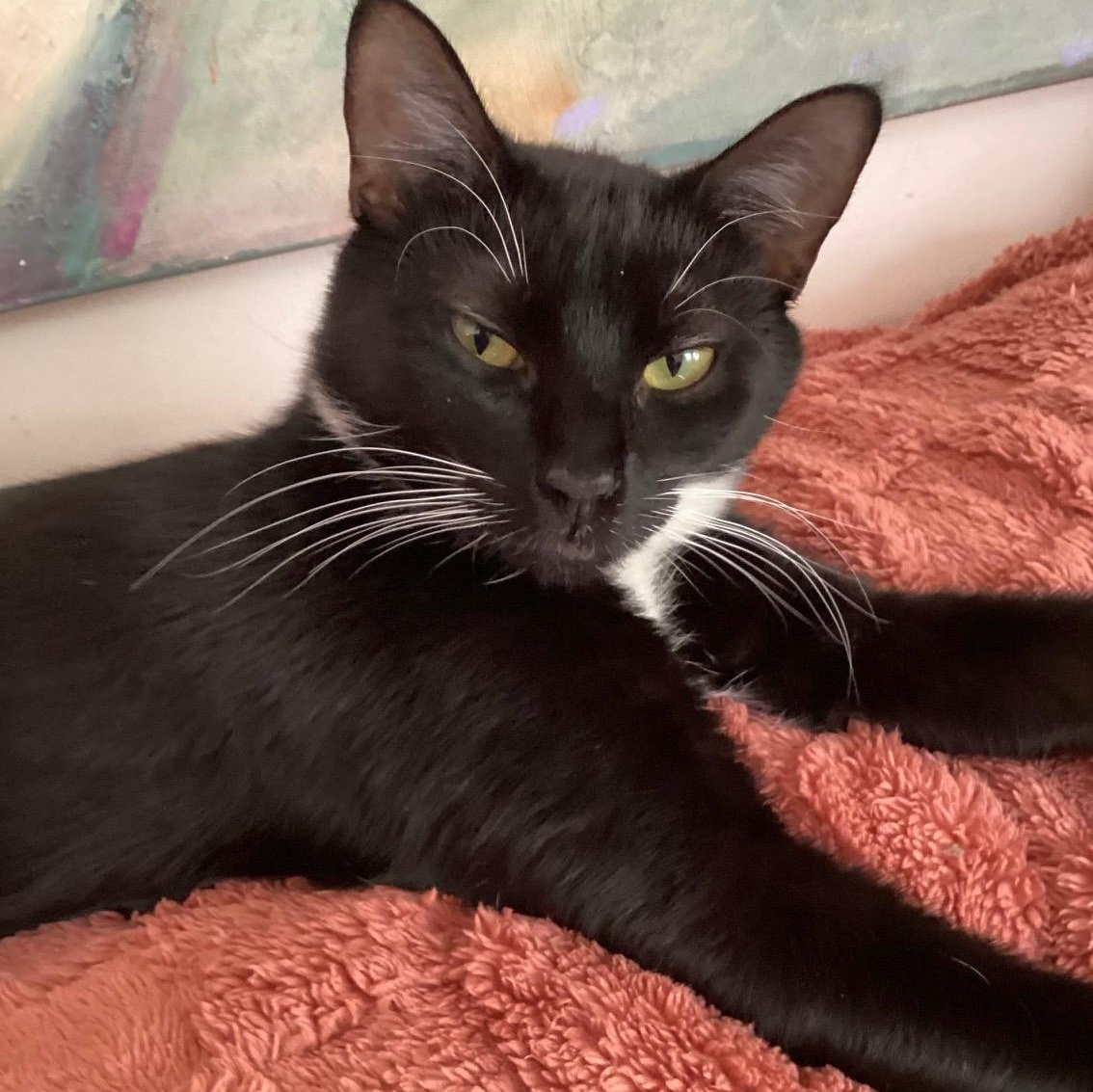 Enlarge Slippers  CALM/ LOW-MAINTENANCE GREAT COMPANION FOR ANOTHER CAT, an adoptable mixed breed in Bethel, CT image 5/6