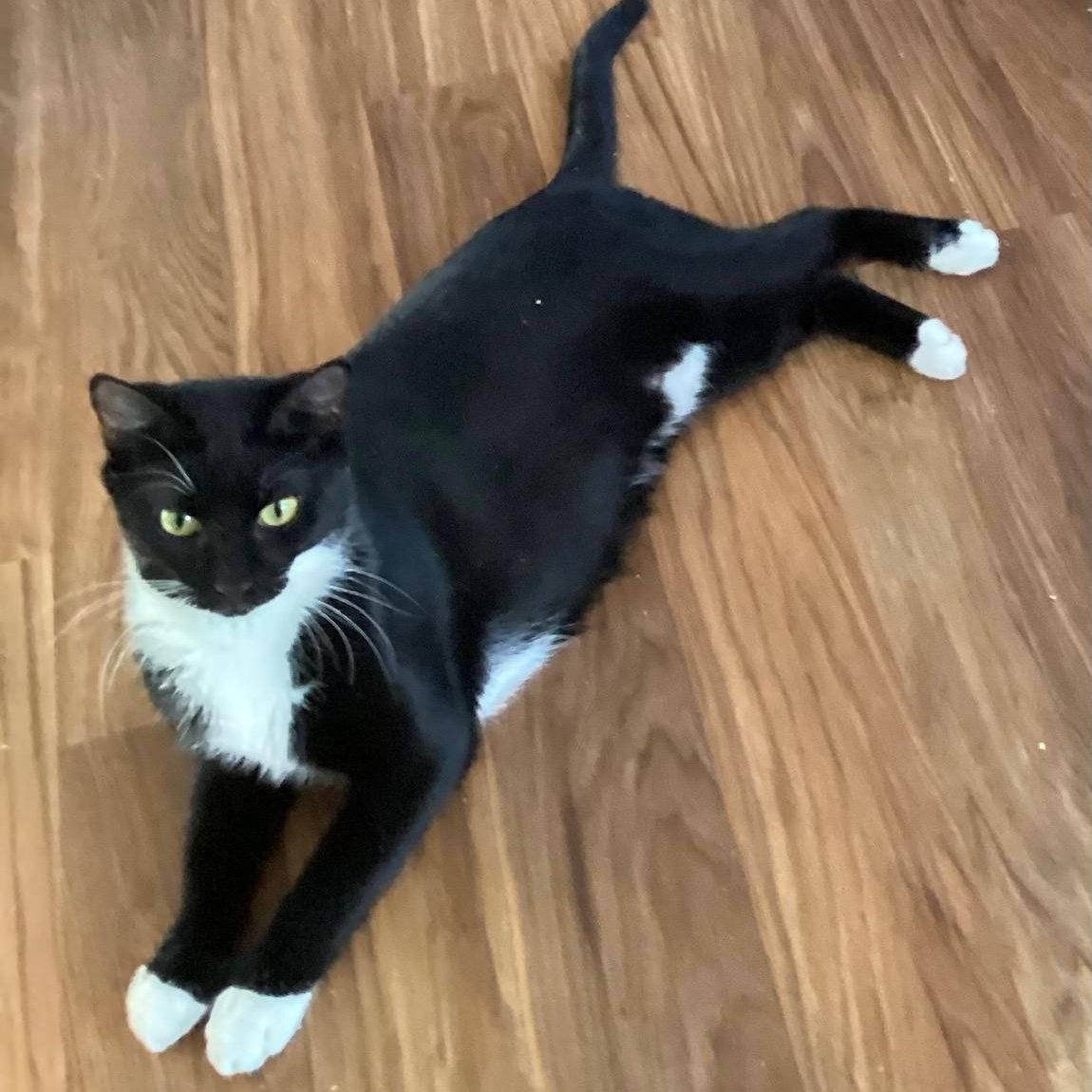 Enlarge Slippers  CALM/ LOW-MAINTENANCE GREAT COMPANION FOR ANOTHER CAT, an adoptable mixed breed in Bethel, CT image 3/6