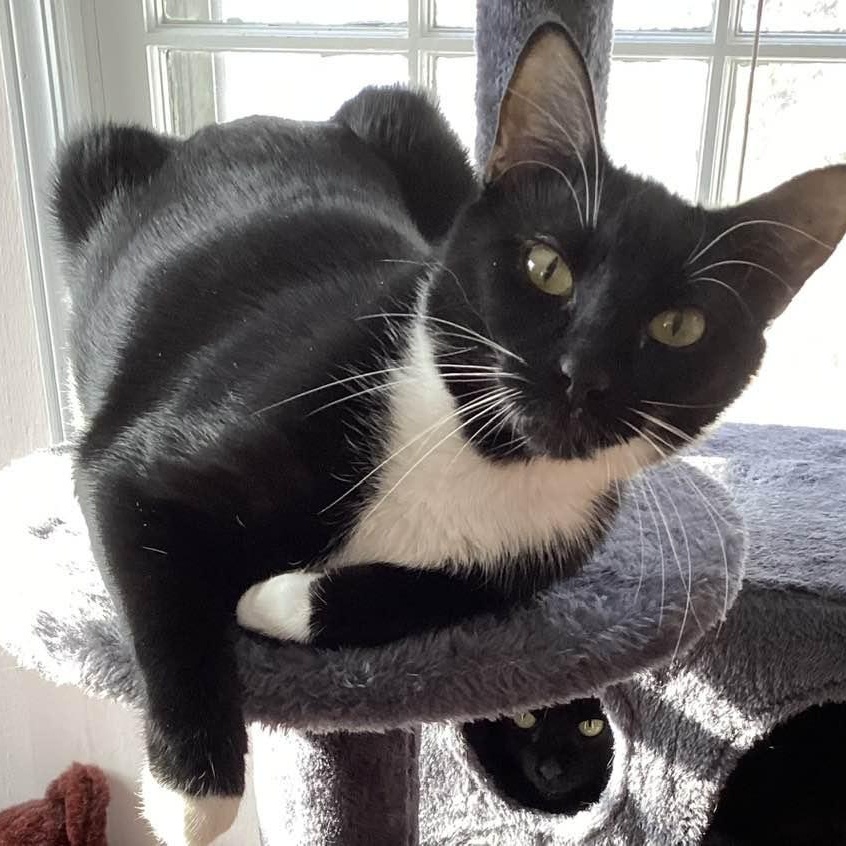 Enlarge Slippers  CALM/ LOW-MAINTENANCE GREAT COMPANION FOR ANOTHER CAT, an adoptable mixed breed in Bethel, CT image 4/6