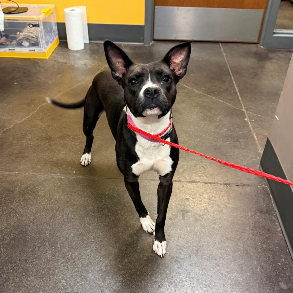 Dominique, Adoptable, Adult Female Terrier.