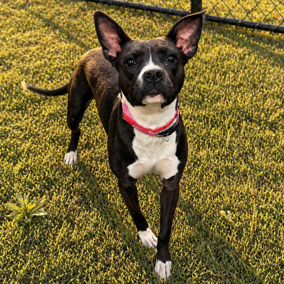 Enlarge Dominique, a Adoptable Terrier in Norman, OK image 2/2