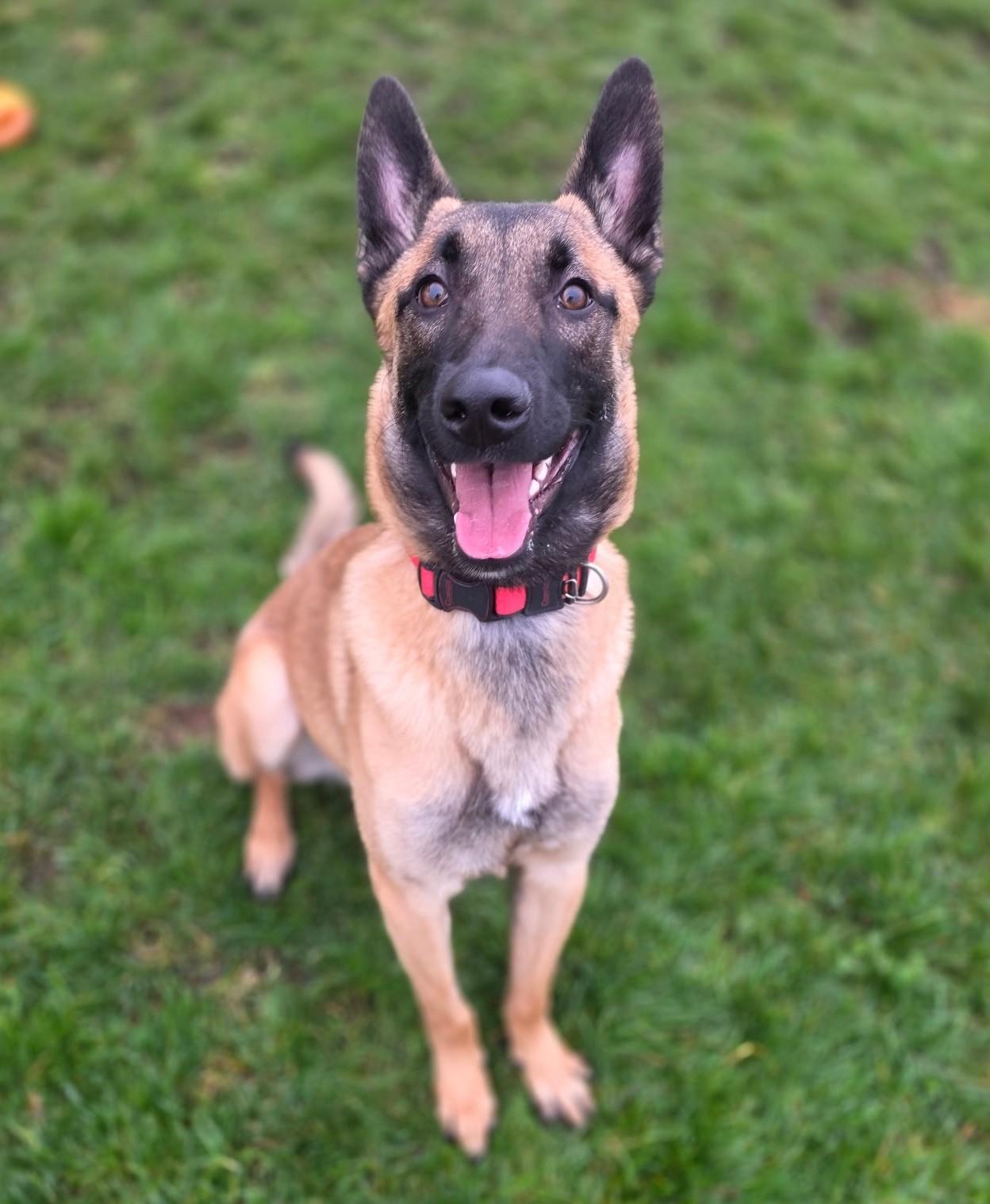 Connor, ADOPTABLE, Young Male Belgian Shepherd / Malinois.