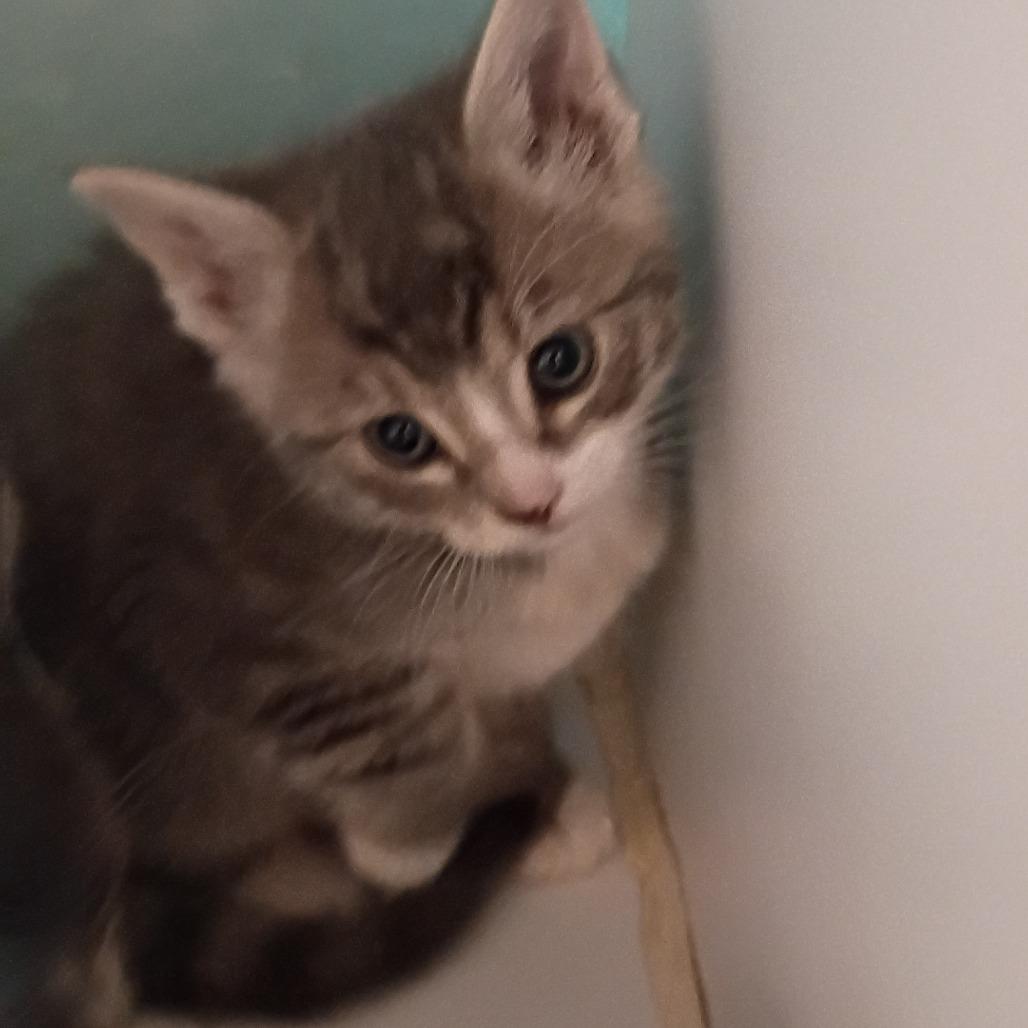Apollo, Adoptable, Kitten Male Domestic Short Hair.