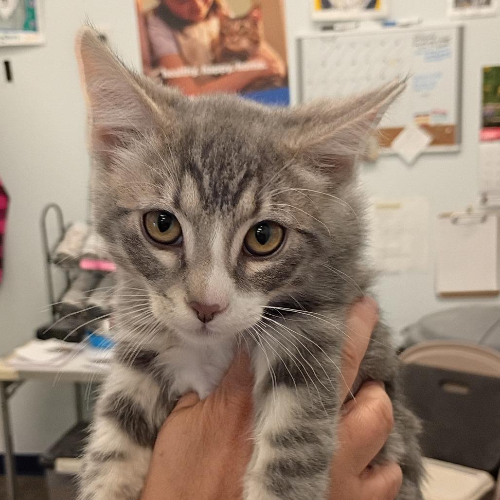 Enlarge Apollo, a Adoptable Domestic Short Hair in Show Low, AZ image 2/2
