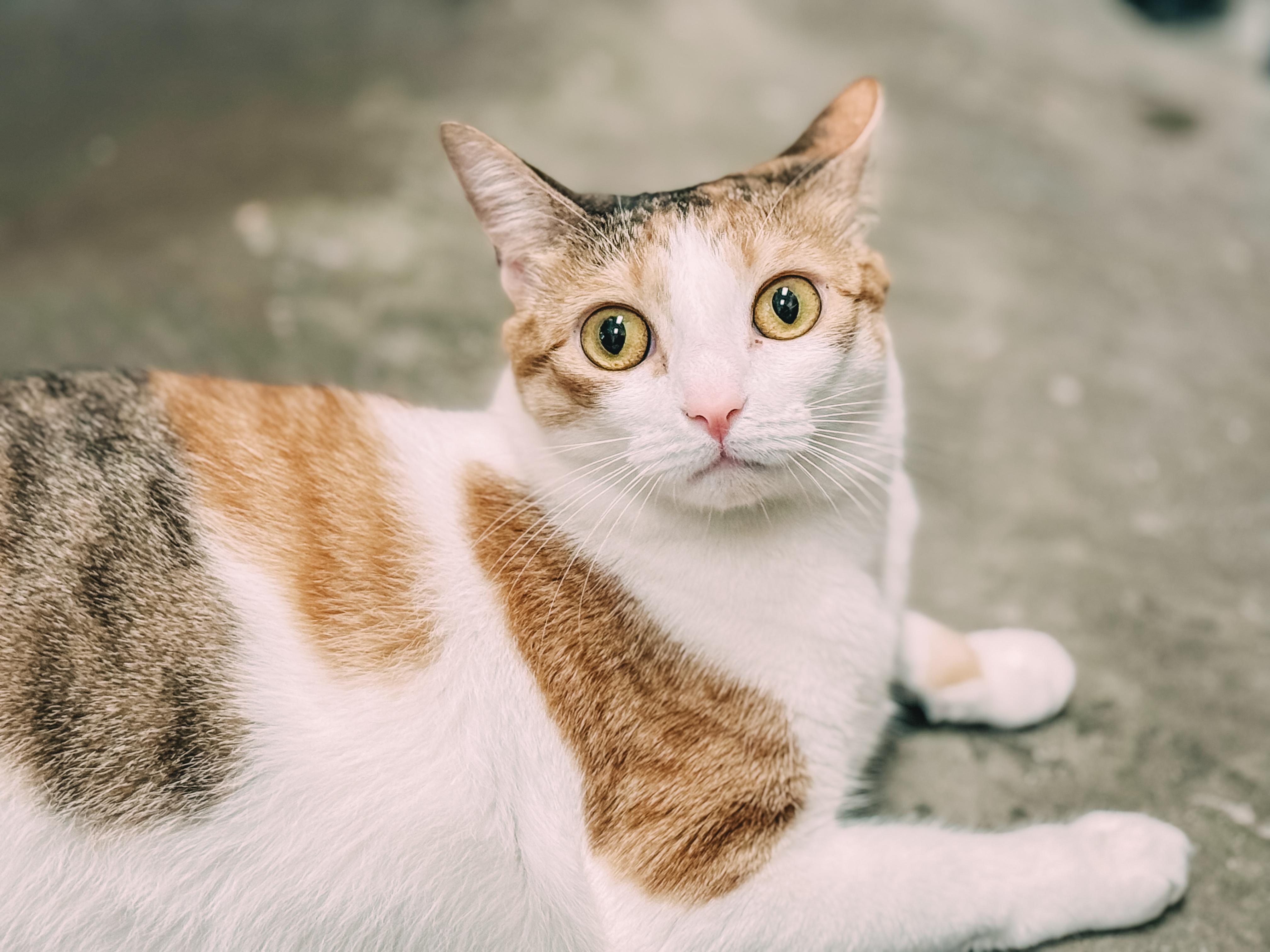 Luna, a Adoptable Domestic Short Hair in Montgomery, AL image 1/3